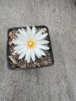 Turbinicarpus rioverdensis